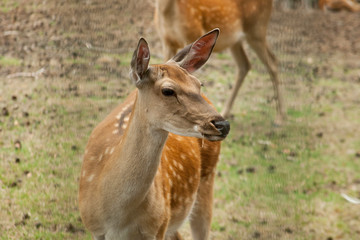 Deer portrait in the park