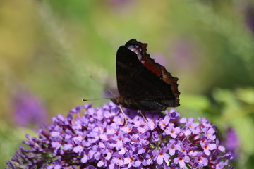 butterfly on flower