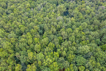 a top view of a green mixed forest