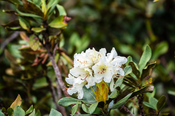 White Mountain Rhododendron Flowers