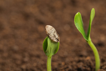 Little green seedlings growing in fertile soil, closeup