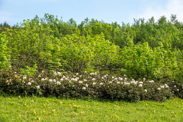 Bushes of white mountain rhododendron.