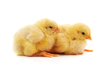 Yellow little chickens.