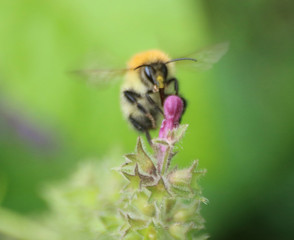 bee on flower