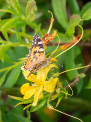 Butterfly Vanessa cardui sits on a yellow flower. Butterfly sits on jasmine yellow flowers.