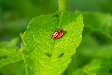 two ladybugs or Coccinellidae, ladybirds, lady beetles mating on a green leaf.