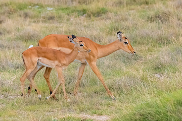 Impalas, beautiful antelopes, mother and baby walking in the savannah
