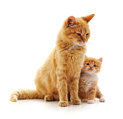 Obraz premium Mom cat with kitten.