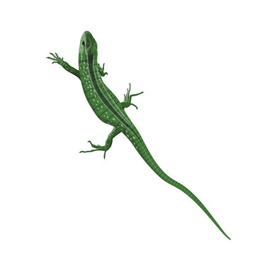 Green lizard vector