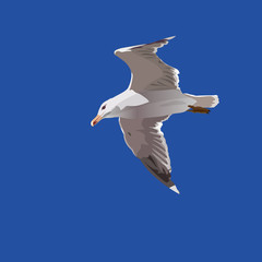 Seagull flying vector