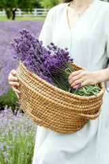 Woman collects lavender in straw basket. Lady in dress and hat in lavender field.