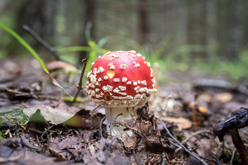 Amanita