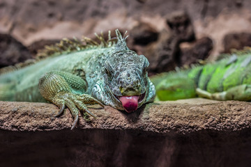 grüner Leguan liegt auf der faulen Haut im  Zoo