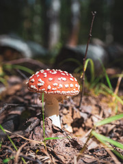 Amanita