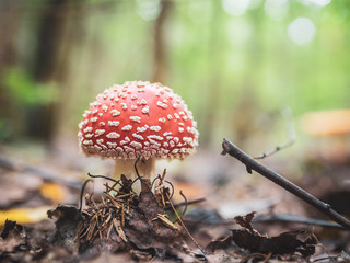 Amanita