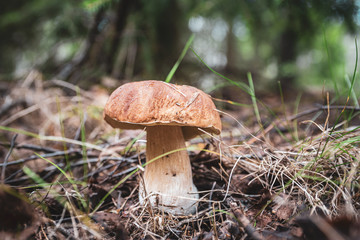 Boletus edulis