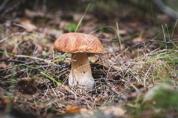 Boletus edulis
