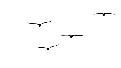 Fotobehang flock of migratory seagulls, silhouette © S_E