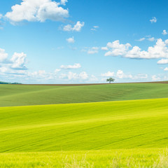 Green fields background