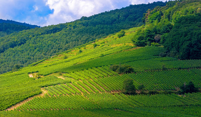 Obraz premium Rows Of vineyard grape vines, sommer landscape. Vineyards of France
