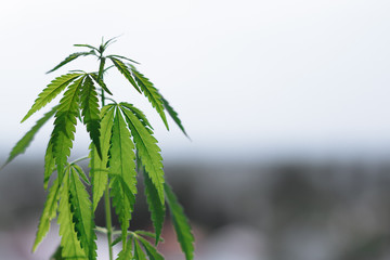 Cannabis plant growing outdoors, lit by warm morning light. Cultivation marijuana. Beautiful hemp...