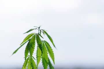 Cannabis plant growing outdoors, lit by warm morning light. Cultivation marijuana. Beautiful hemp...