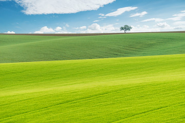 Obraz premium Beautiful green fields at sunny day