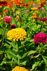Colorful zinnia flowers in summer