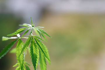 Cannabis plant growing outdoors, lit by warm morning light. Cultivation marijuana. Beautiful hemp bush CBD, marijuana vegetation plants, background green. A place for copy space