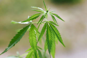 Cannabis plant growing outdoors, lit by warm morning light. Cultivation marijuana. Beautiful hemp...