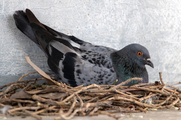 The pigeon nests on the ledge of the house over street. Pigeon sits on a nest in the city center.
