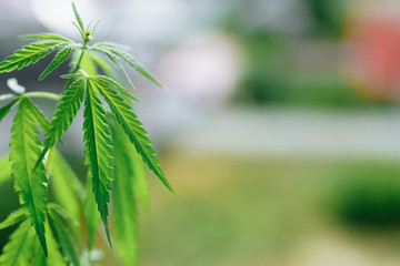 Cannabis plant growing outdoors, lit by warm morning light. Cultivation marijuana. Beautiful hemp bush CBD, marijuana vegetation plants, background green. A place for copy space