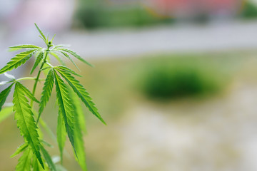 Cannabis plant growing outdoors, lit by warm morning light. Cultivation marijuana. Beautiful hemp bush CBD, marijuana vegetation plants, background green. A place for copy space