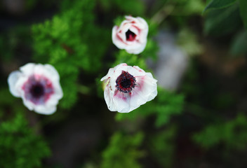 white/pink anemones in the garden