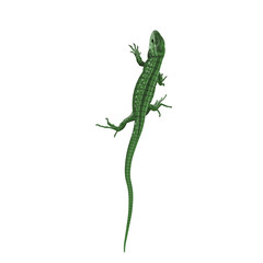 Green lizard vector