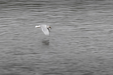 Fototapeta na wymiar Seagull Flies By with Fish in Beak