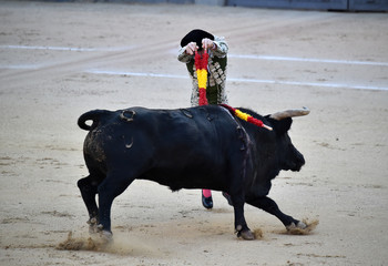 toro español
