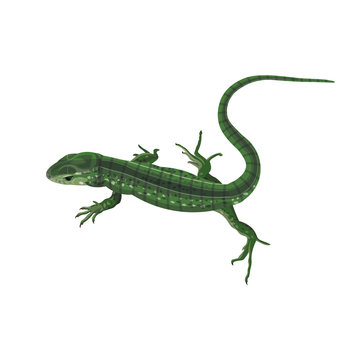 Green lizard vector