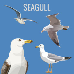 Set of a seagulls