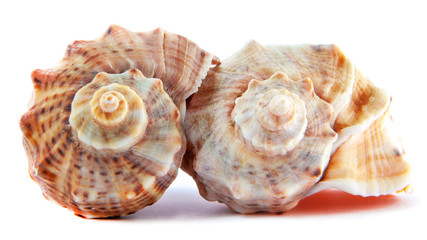 Two sea shells of Rapana or large predatory sea snail isolated on white background. Souvenir concept and design detail