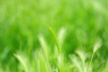 Green spikes of grass, the soft blur effect