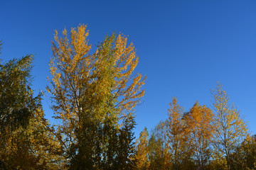 Fototapeta na wymiar Forest in the fall. Poplar and birch trees against clear blue sky.