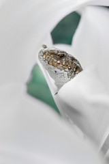 A lizard resting on the lily petal
