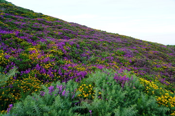 Obraz premium Fields of heathers and other wildflowers on a hill in Howth, Ireland