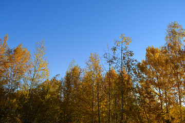 Golden trees on the background of blue sky in autumn.