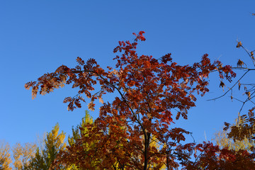Bright red leaves and berries of rowan tree against blue sky in autumn.