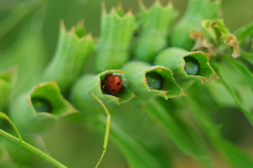 Ladybug hid in the Bud of the plant, top view