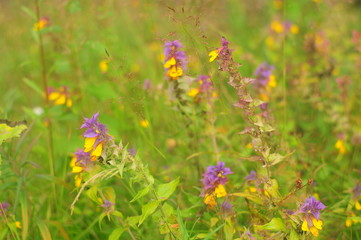 Many purple-yellow plants in the grass in the meadow
