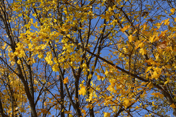 Fototapeta premium Autumn view with beautiful maple trees. Branches with yellow leaves in on the background of blue sky.