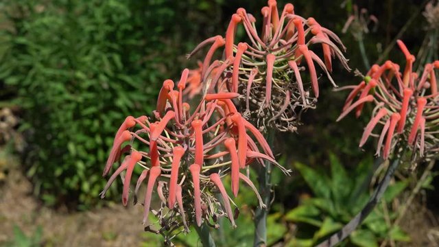 Soap Aloe (Aloe Maculata) plant, close-up. Beautiful view of Soap Aloe in natural habitat.